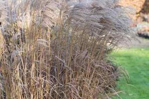 droge beplanting