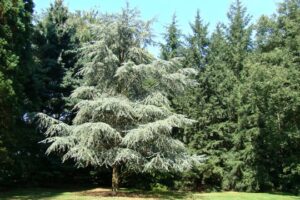 sapin2